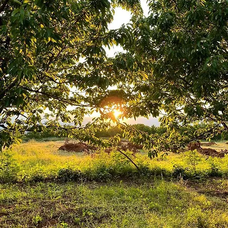 Nena Dashuri Agroturizem 招待所 Peshkopi